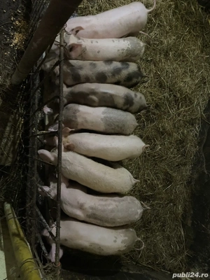 Purcei de vânzare BIO - imagine 3