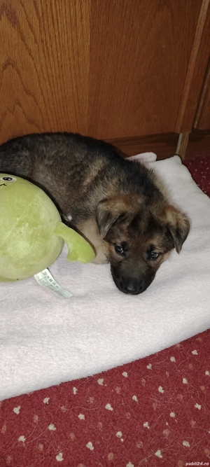 Donez cățel de 7 săptămâni 