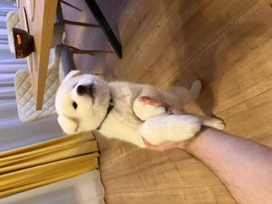 Akita inu japonez  - imagine 4