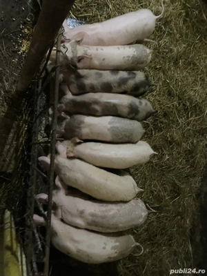 Purcei de vânzare BIO - imagine 2