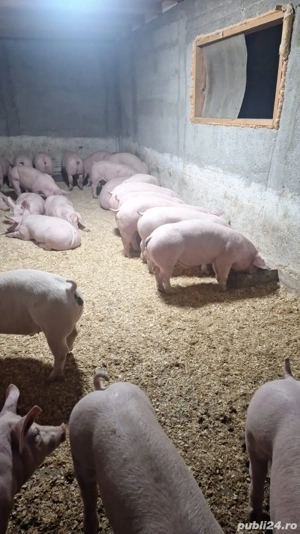 purcei disponibili  - imagine 2