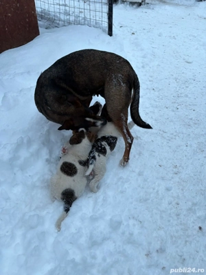 Donez cățeluși iubitorii  - imagine 3