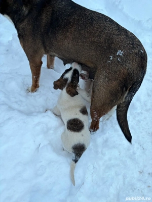 Donez cățeluși iubitorii  - imagine 2