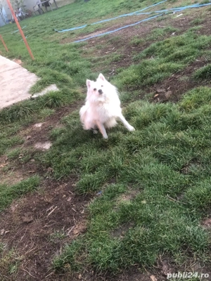 Șpit japonez "Pomeranian " - imagine 2