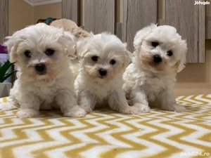 Vand catelusi Bichon - imagine 2