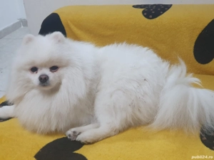 Caut iubită pentru fendi - imagine 2