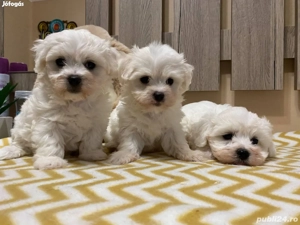 Vand catelusi Bichon