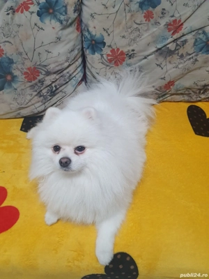 Caut iubită pentru fendi