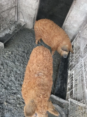 Vand scrofita mangalita reproducere - imagine 2