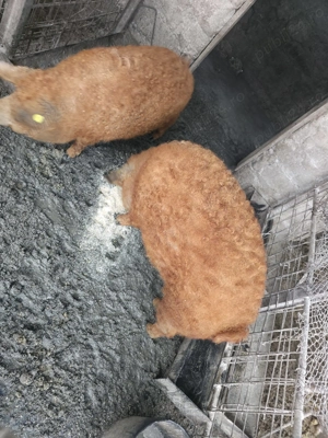 Vand mangalita de sacrificat - imagine 5