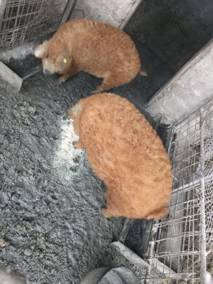 Vand scrofita mangalita reproducere - imagine 3