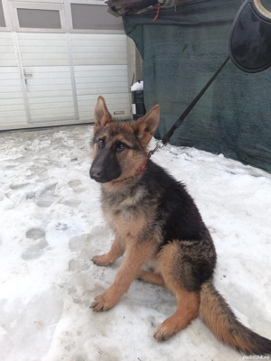 Pui Ciobanesc german t