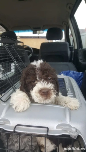 pui lagotto romagnolo 8 saptamani - imagine 2
