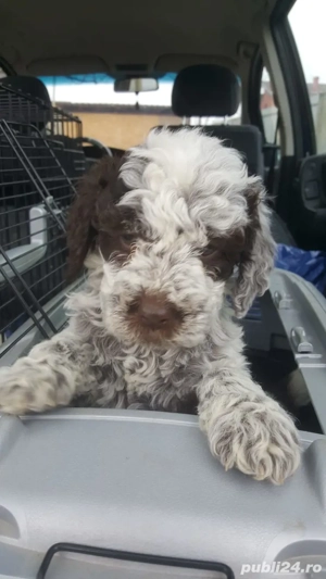 pui lagotto romagnolo 8 saptamani - imagine 3
