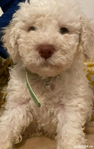 vand pui lagotto romagnolo din parinti  cu pedigree