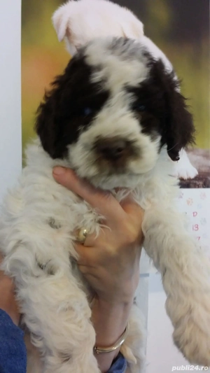 pui lagotto romagnolo 8 saptamani - imagine 5