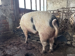 Pentru sacrificat  - imagine 3