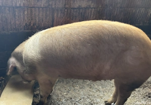 Pentru sacrificat  - imagine 2