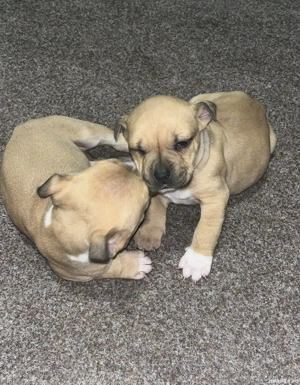 Puiuți Amstaff rasa pura