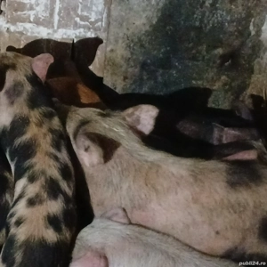 purcei 7-8 saptamani  - imagine 5