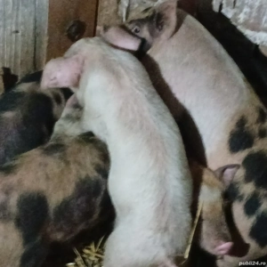 purcei 7-8 saptamani  - imagine 4