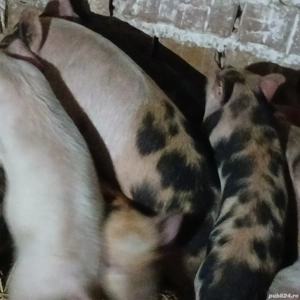 purcei 7-8 saptamani  - imagine 3