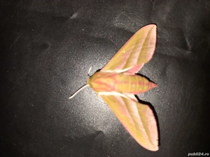 Fluture molie deilephila elpenor