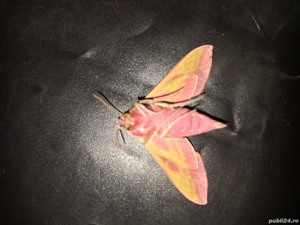 Fluture molie deilephila elpenor elefant - imagine 3