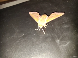 Fluture molie deilephila elpenor elefant - imagine 2