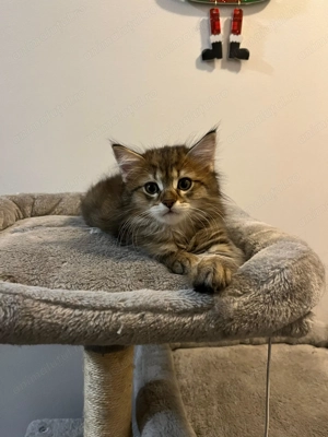 British shorthair si longhair - imagine 2