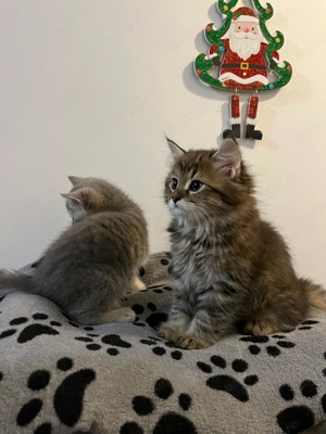 British shorthair si longhair - imagine 3