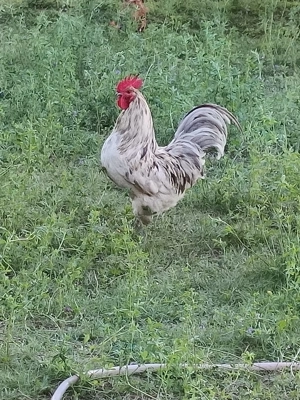 Găini și cocosi austrolop - imagine 2