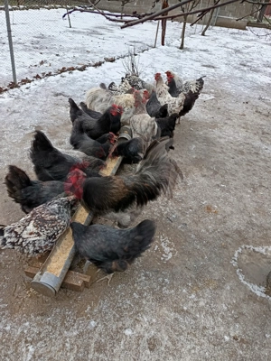 Găini și cocosi austrolop - imagine 3