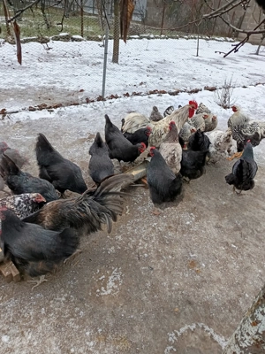 Găini și cocosi austrolop - imagine 5