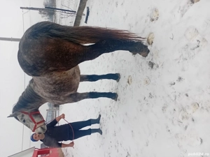 vând mânza în vârsta de 2 ani învațată