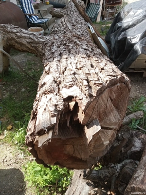 Trunchi de nuc lungime patru metri