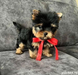 Yorkshire Terrier 