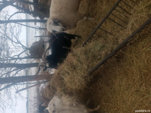 Țapi de vânzare  - imagine 2