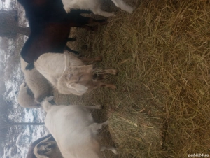 Țapi de vânzare  - imagine 4