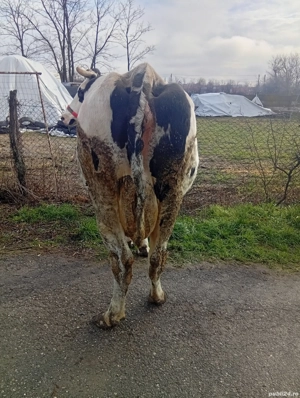 Vând Vacă Tânără Preț 10000 de Milioane  