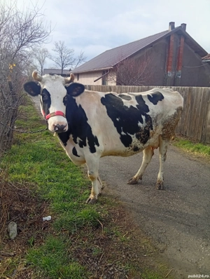 Vând Vacă Tânără Preț 140 de Milioane Preț fix 