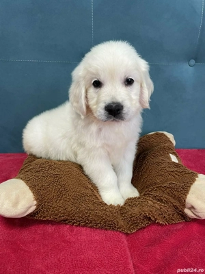 Golden retriever cu pedigree  - imagine 3