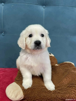 Golden retriever cu pedigree 