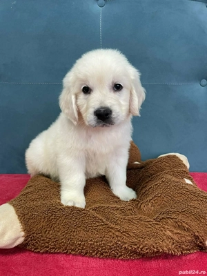 Golden retriever cu pedigree  - imagine 5