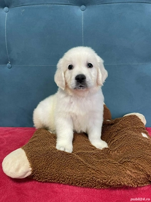 Golden retriever cu pedigree  - imagine 4