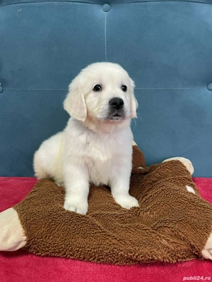 Golden retriever cu pedigree  - imagine 5
