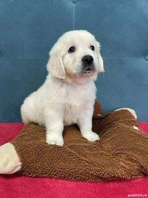 Golden retriever cu pedigree  - imagine 5