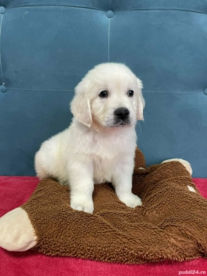 Golden retriever cu pedigree  - imagine 4