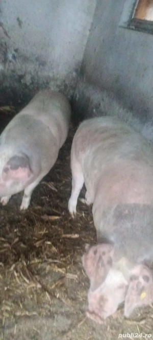 Vand Porci - imagine 2