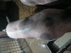 vand purcea de taiat  - imagine 3